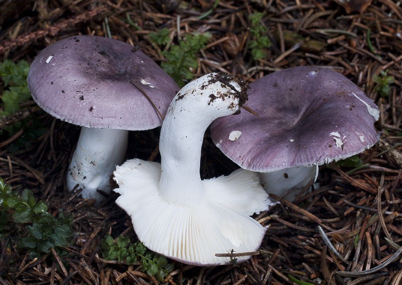 Russula azurea